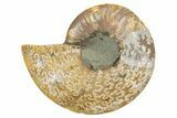 Cut & Polished Ammonite Fossil (Half) - Madagascar #345625-1